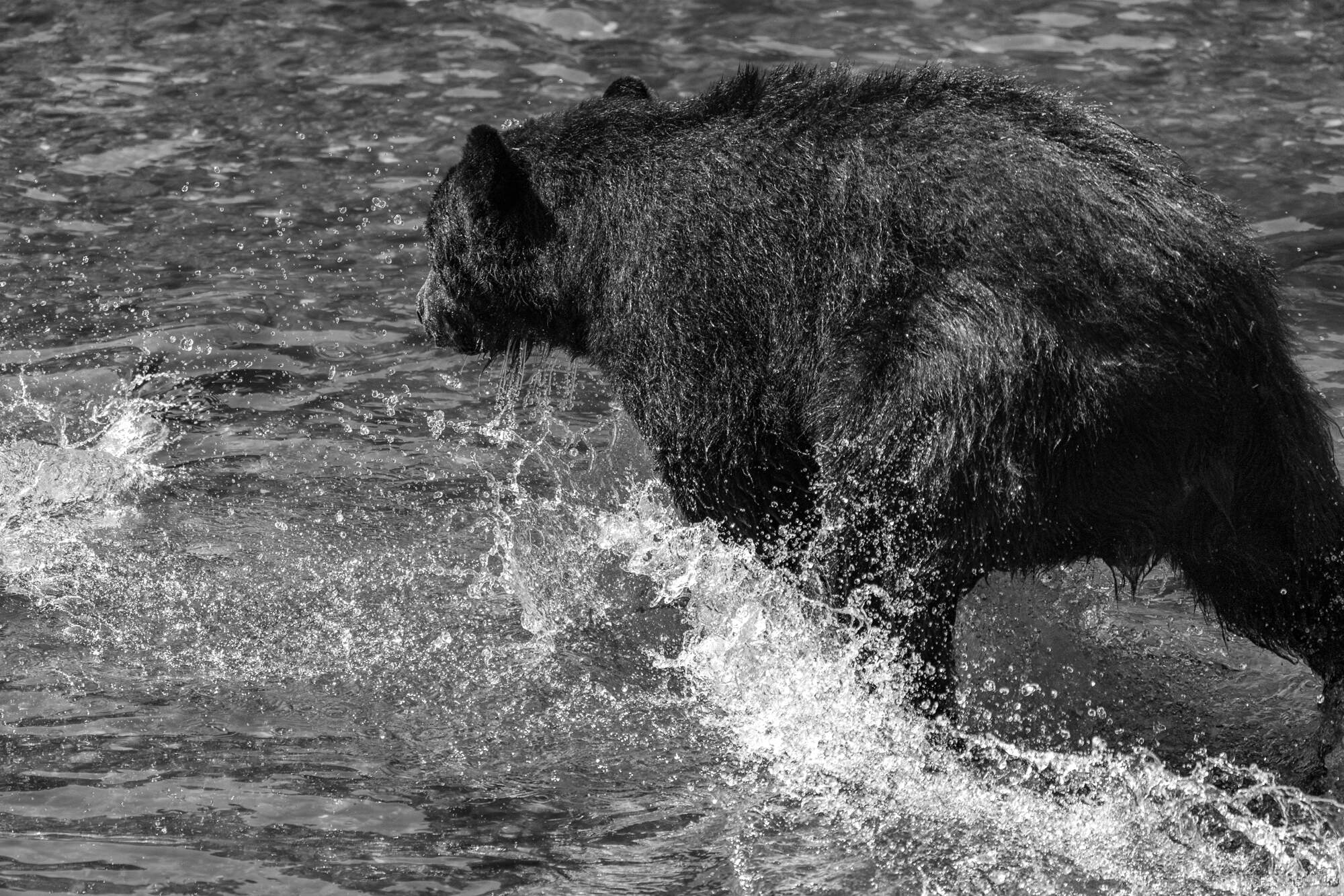 Salmon in Ketchikan hatchery